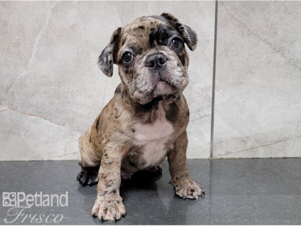 French Bulldog-DOG-Male-Merle-28527-Petland Frisco & Mckinney, Texas
