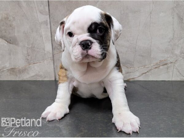 English Bulldog-DOG-Female-White and Brindle-28528-Petland Frisco, Texas