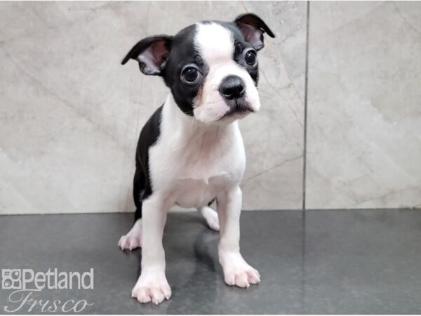 Boston Terrier DOG Female Black and White 28529 Petland Frisco, Texas