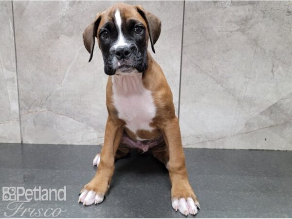 Boxer DOG Male Fawn and White 28530 Petland Frisco, Texas