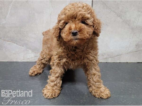 Miniature Poodle-DOG-Female-Red-28531-Petland Frisco & Mckinney, Texas