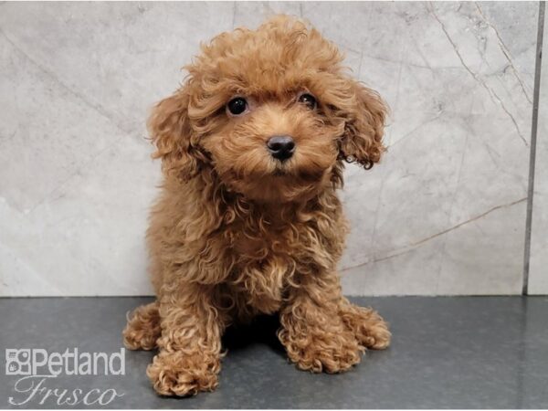 Miniature Poodle-DOG-Female-Red-28532-Petland Frisco & Mckinney, Texas