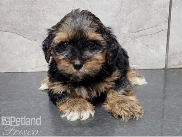 Yorkshire Terrier-DOG-Male-Black and Tan-28533-Petland Frisco & Mckinney, Texas