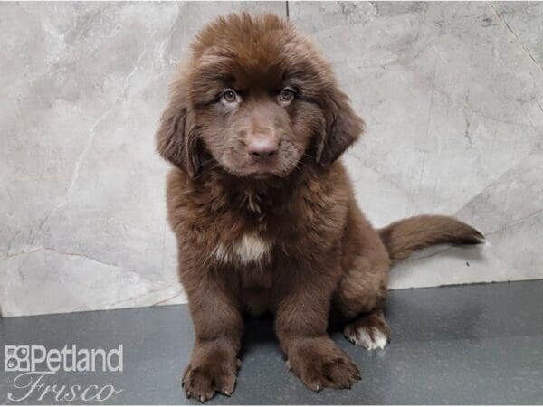 Newfoundland-DOG-Female-Chocolate-28535-Petland Frisco, Texas