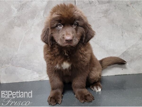 Newfoundland DOG Female Chocolate 28535 Petland Frisco, Texas