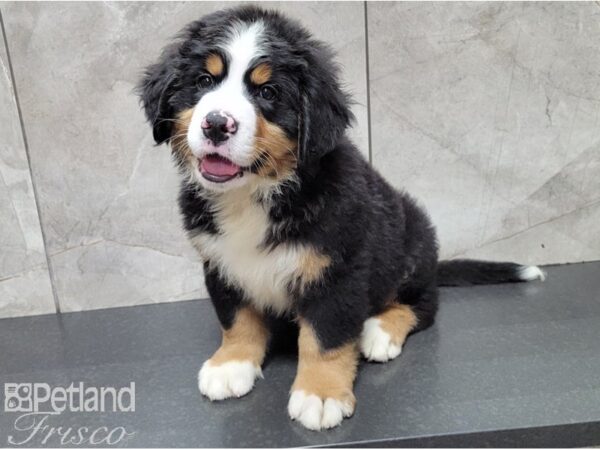 Bernese Mountain Dog-DOG-Male-Tri-28536-Petland Frisco, Texas