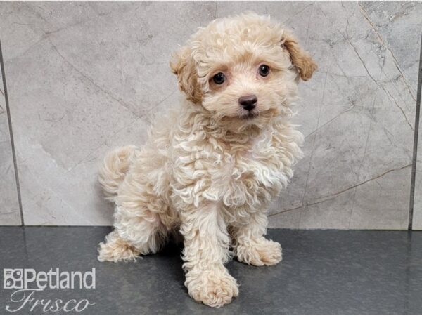 Havapoo-DOG-Male-Apricot-28537-Petland Frisco, Texas