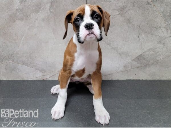 Boxer-DOG-Female-Fawn and White-28538-Petland Frisco, Texas