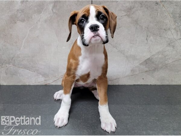 Boxer DOG Female Fawn and White 28538 Petland Frisco, Texas