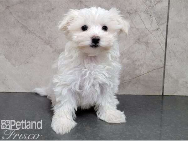 Maltese DOG Male White 28539 Petland Frisco & Mckinney, Texas