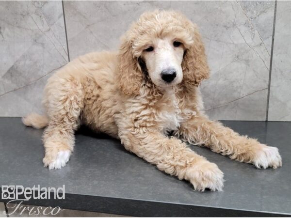 Standard Poodle DOG Female Cream 28540 Petland Frisco, Texas