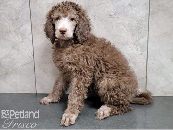 Standard Poodle DOG Female Chocolate 28541 Petland Frisco, Texas