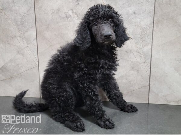 Standard Poodle DOG Female Black 28542 Petland Frisco, Texas