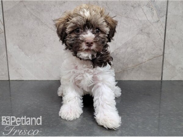Havanese-DOG-Male-Chocolate-28543-Petland Frisco & Mckinney, Texas