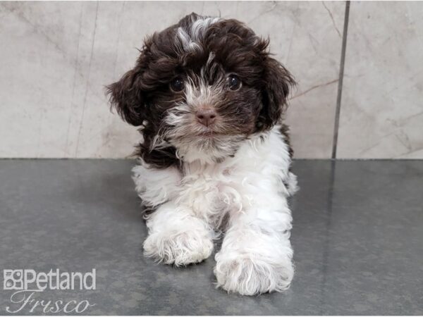 Havanese-DOG-Female-Dk Chocolate-28545-Petland Frisco, Texas