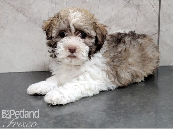 Havanese-DOG-Female-Lt Chocolate-28546-Petland Frisco & Mckinney, Texas