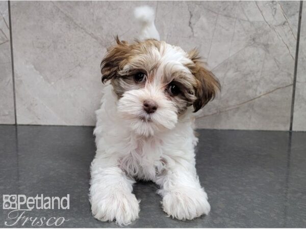 Havanese-DOG-Female-Lt Chocolate-28547-Petland Frisco & Mckinney, Texas