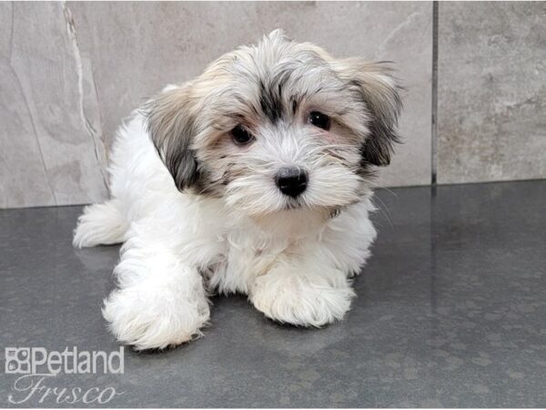 Havanese-DOG-Male-Fawn & Wht-28548-Petland Frisco & Mckinney, Texas