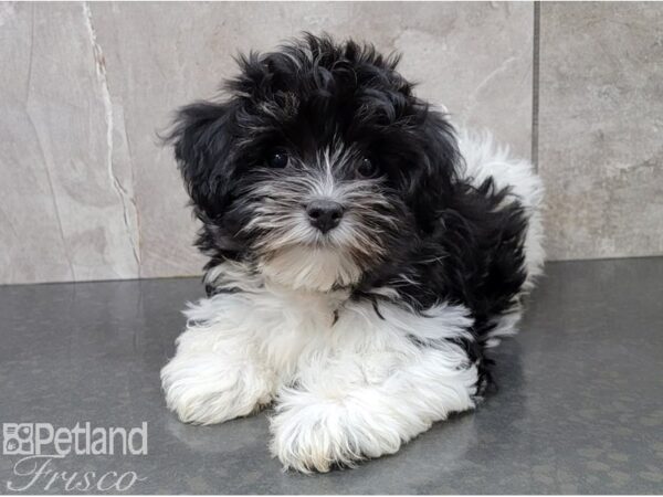 Havanese-DOG-Female-Blk & Wht-28549-Petland Frisco & Mckinney, Texas