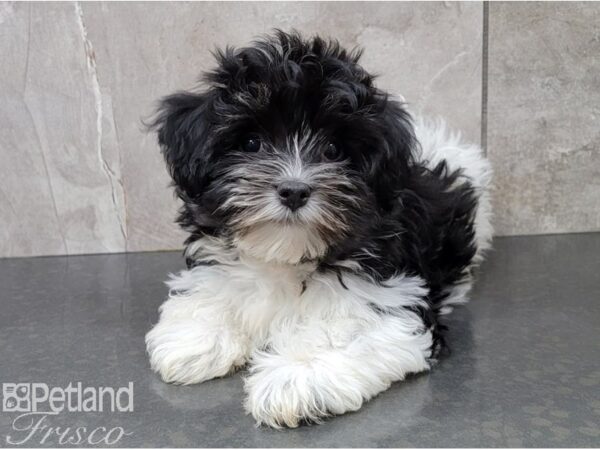 Havanese-DOG-Female-Blk & Wht-28549-Petland Frisco, Texas