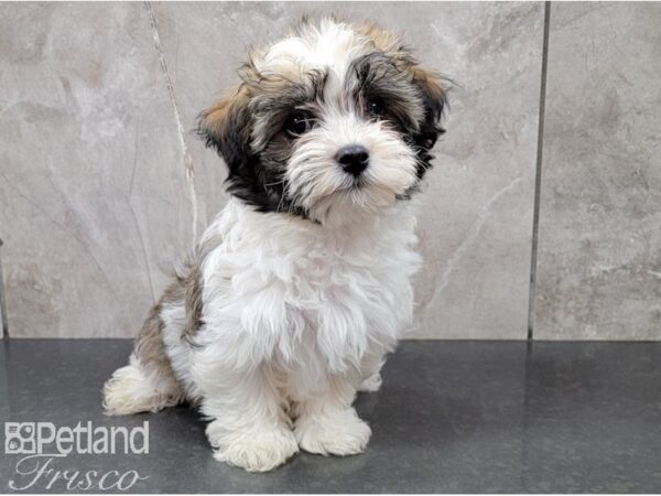 Havanese-DOG-Female-Fawn & Wht-28550-Petland Frisco, Texas