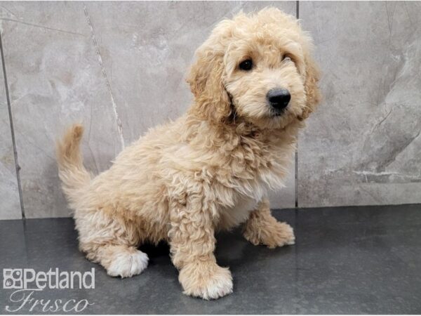 F1B Mini Goldendoodle DOG Male Golden 28551 Petland Frisco, Texas