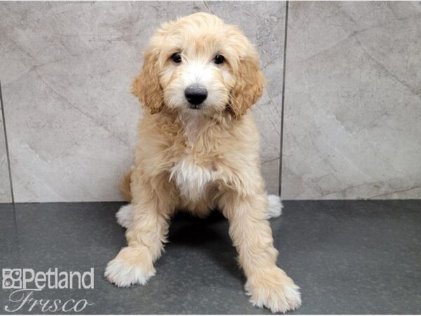 F1B Mini Goldendoodle-DOG-Male-Golden-28553-Petland Frisco, Texas