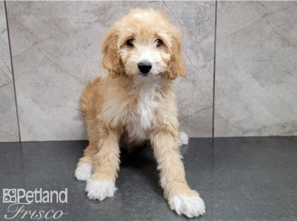 F1B Mini Goldendoodle-DOG-Female-Golden-28554-Petland Frisco, Texas