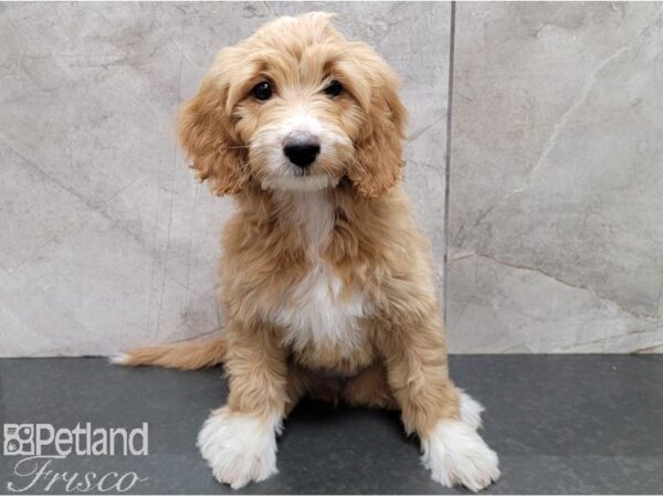 F1B Mini Goldendoodle-DOG-Female-Golden-28555-Petland Frisco, Texas