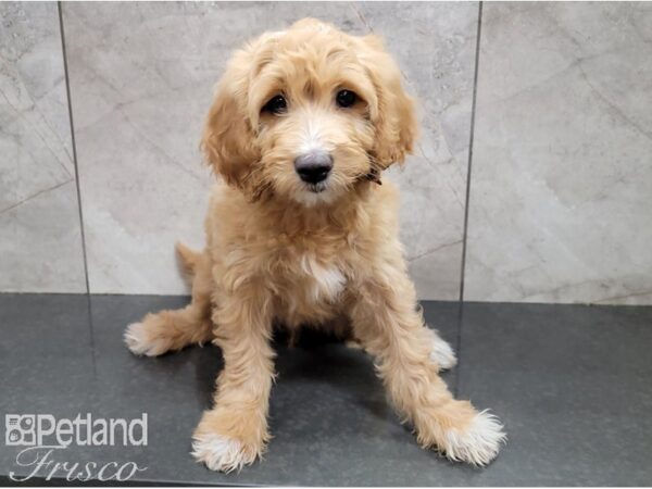 F1B Mini Goldendoodle DOG Female Golden 28556 Petland Frisco, Texas