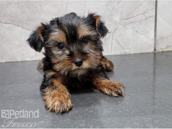 Yorkshire Terrier-DOG-Male-Black and Tan-28558-Petland Frisco & Mckinney, Texas