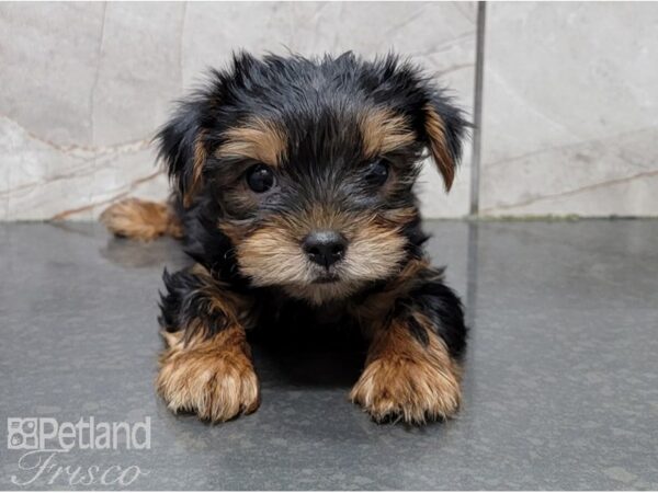 Yorkshire Terrier-DOG-Male-Black and Tan-28559-Petland Frisco & Mckinney, Texas