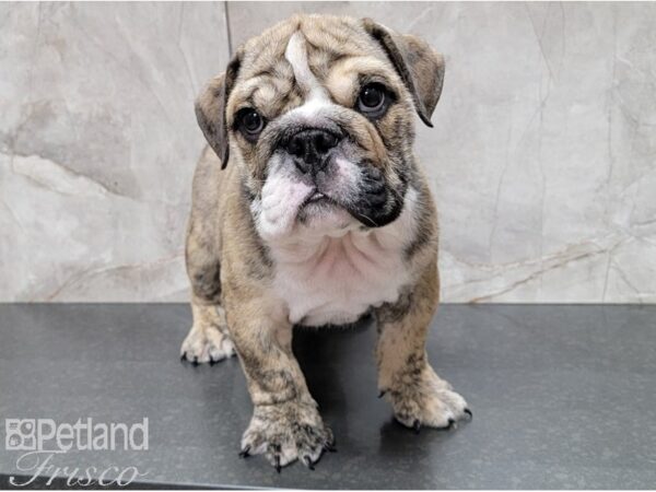 English Bulldog-DOG-Male-Brindle and White-28560-Petland Frisco, Texas