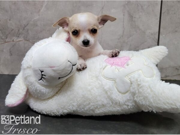 Chihuahua-DOG-Male-Lilac and White-28562-Petland Frisco & Mckinney, Texas