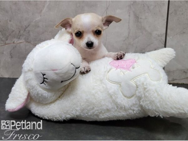 Chihuahua-DOG-Male-Lilac and White-28562-Petland Frisco, Texas