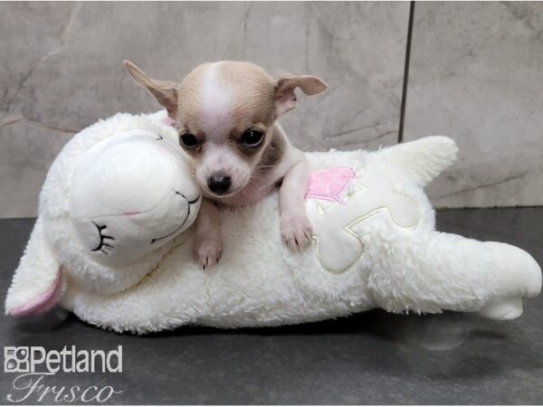 Chihuahua-DOG-Male-Lilac and White-28563-Petland Frisco & Mckinney, Texas