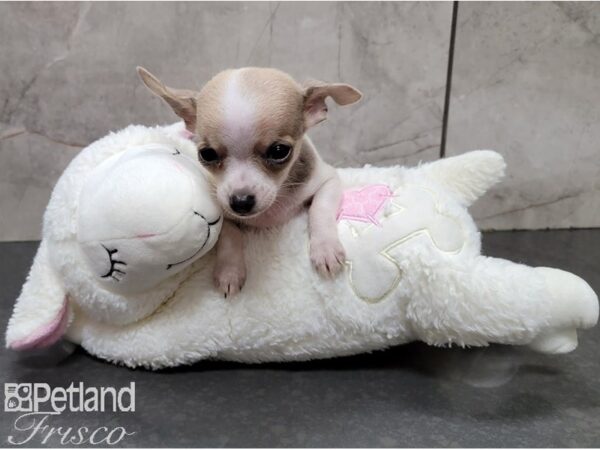 Chihuahua-DOG-Male-Lilac and White-28563-Petland Frisco, Texas