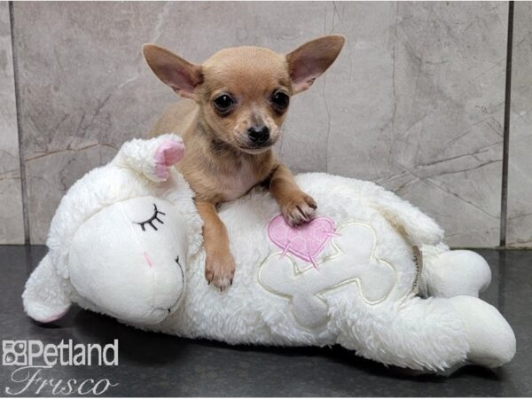 Chihuahua-DOG-Female-Lilac-28564-Petland Frisco, Texas