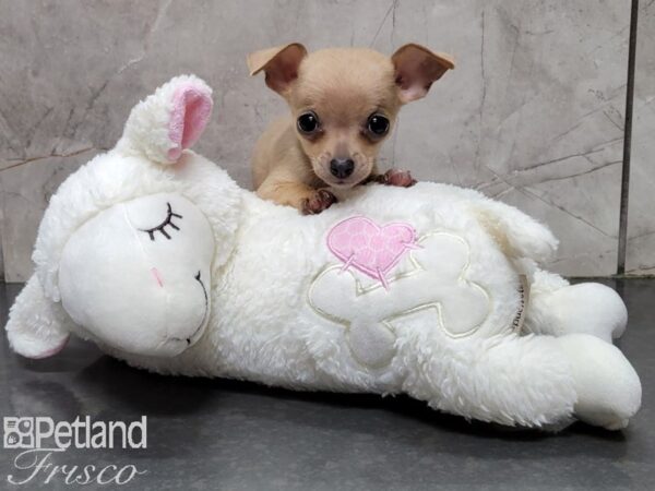 Chihuahua-DOG-Female-Lilac-28565-Petland Frisco, Texas