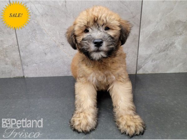 Soft Coated Wheaten Terrier DOG Male Wheaten 28371 Petland Frisco, Texas