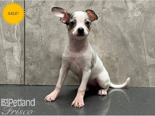 Chihuahua-DOG-Female-White and Blue Merle-28386-Petland Frisco, Texas