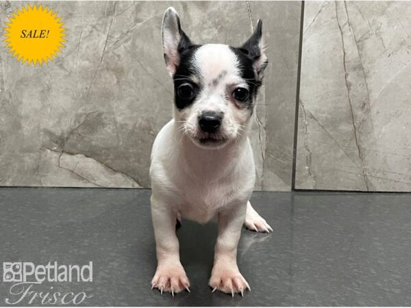 Chihuahua-DOG-Male-White and Black-28387-Petland Frisco, Texas