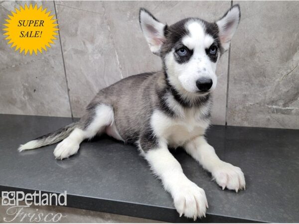 Siberian Husky DOG Female Black and White 28427 Petland Frisco, Texas