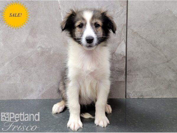 Shetland Sheep DOG Female Sable and White 28442 Petland Frisco, Texas