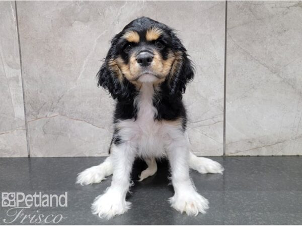 Cockalier-DOG-Male-Black, White & Tan-28566-Petland Frisco & Mckinney, Texas
