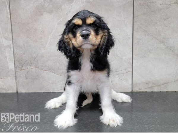 Cockalier-DOG-Male-Black, White & Tan-28566-Petland Frisco, Texas