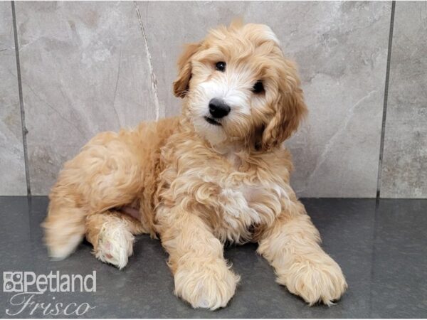 Miniature Goldendoodle 2nd Gen DOG Male Golden 28567 Petland Frisco, Texas