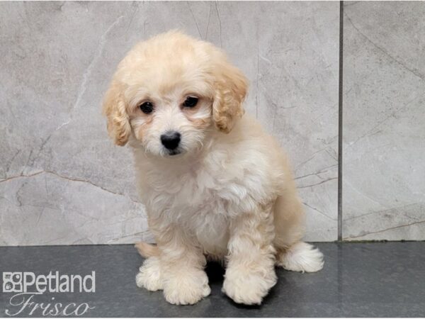 Miniature Goldendoodle 2nd Gen-DOG-Female-Golden-28568-Petland Frisco & Mckinney, Texas