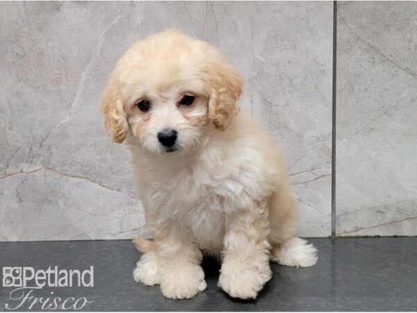 Miniature Goldendoodle 2nd Gen DOG Female Golden 28568 Petland Frisco, Texas