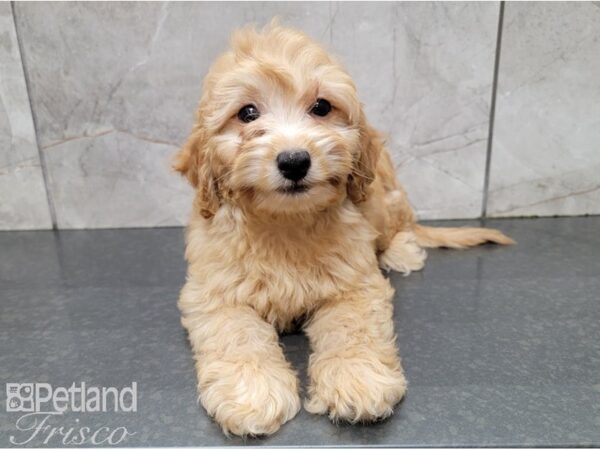 Miniature Goldendoodle 2nd Gen DOG Female Golden 28569 Petland Frisco, Texas